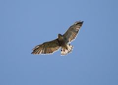 Geranoaetus polyosoma polyosoma