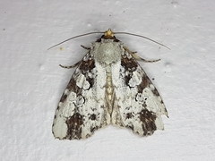 Perigea glaucoptera