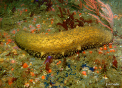 Apostichopus parvimensis