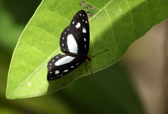 Neptis praslini