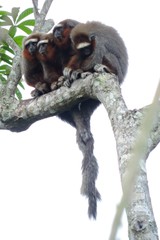 Plecturocebus ornatus