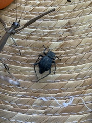 Philolithus aegrotus