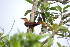 Psarocolius bifasciatus