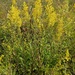 Showy Goldenrod - Photo (c) Pat Deacon, some rights reserved (CC BY-NC), uploaded by Pat Deacon