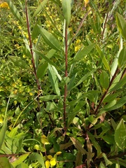 Solidago speciosa rigidiuscula