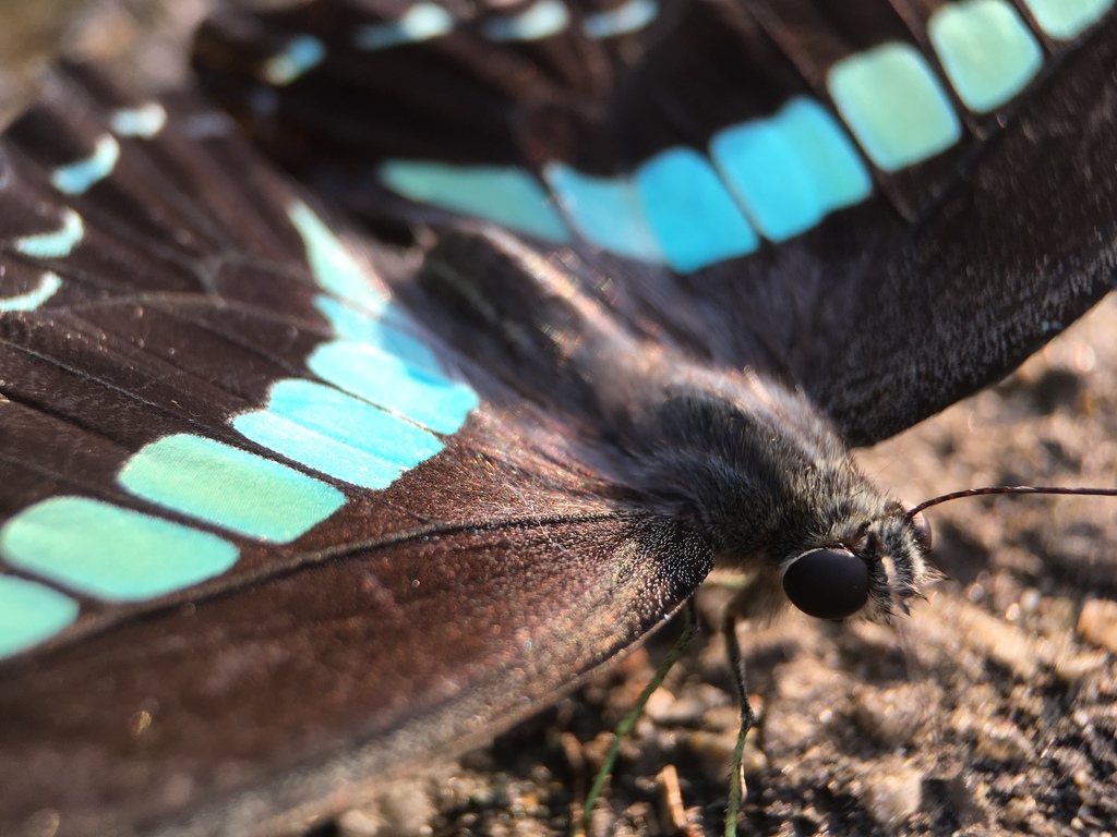 青凤蝶（Graphium sarpedon）