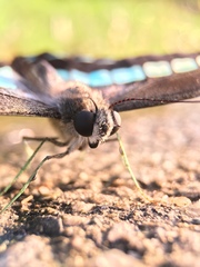 Graphium sarpedon nipponum