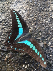 Graphium sarpedon nipponum