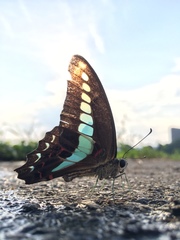 Graphium sarpedon nipponum