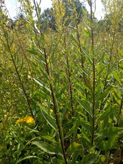 Solidago speciosa rigidiuscula