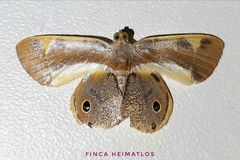 Opisthoxia