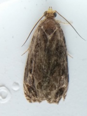 Olethreutes tilianum