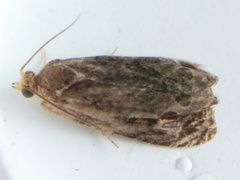 Olethreutes tilianum