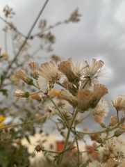 Bebbia atriplicifolia