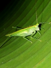 Phlugis ocraceovittata