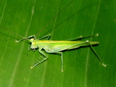 Phlugis ocraceovittata