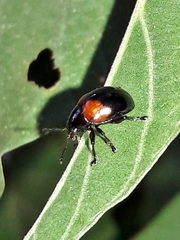 Typophorus