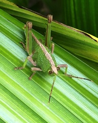 Agriacris jucunda