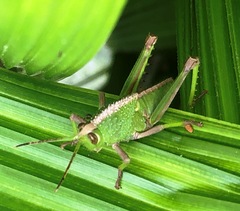 Agriacris jucunda