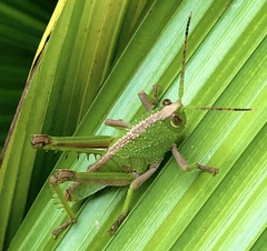 Agriacris jucunda