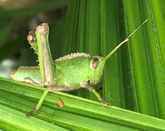 Agriacris jucunda