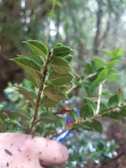Gaultheria phillyreifolia