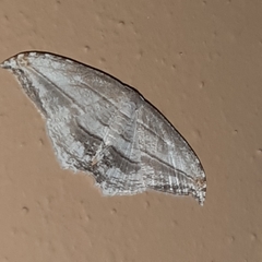 Morphomima fulvitacta