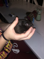 Mesocricetus auratus