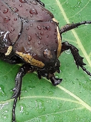 Allorrhina menetriesi
