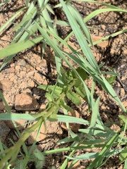 Adenanthellum osmitoides