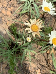 Adenanthellum osmitoides