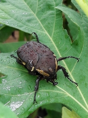 Allorrhina menetriesi
