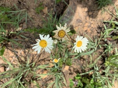 Adenanthellum osmitoides