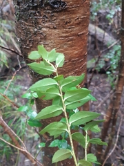 Gaultheria phillyreifolia