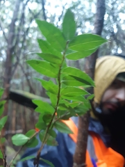 Gaultheria phillyreifolia