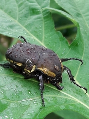 Allorrhina menetriesi