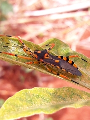 Zelus armillatus