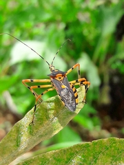 Zelus armillatus