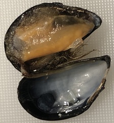 Mytilus edulis