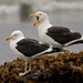 Kelp Gull - Photo (c) christian_nunes, some rights reserved (CC BY-NC)