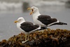 Kelp Gull - Photo (c) Christian Nunes, some rights reserved (CC BY-NC), uploaded by Christian Nunes