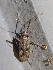 Phytocoris eximius