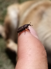 Sphenophorus brunnipennis