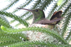 Saucerottia viridigaster