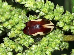 Chelonarium ornatum