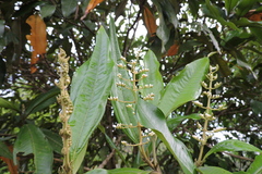 Miconia trinervia