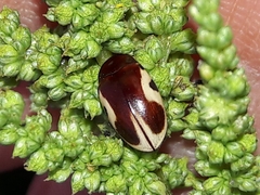 Chelonarium ornatum