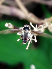 Ocyptamus antiphates