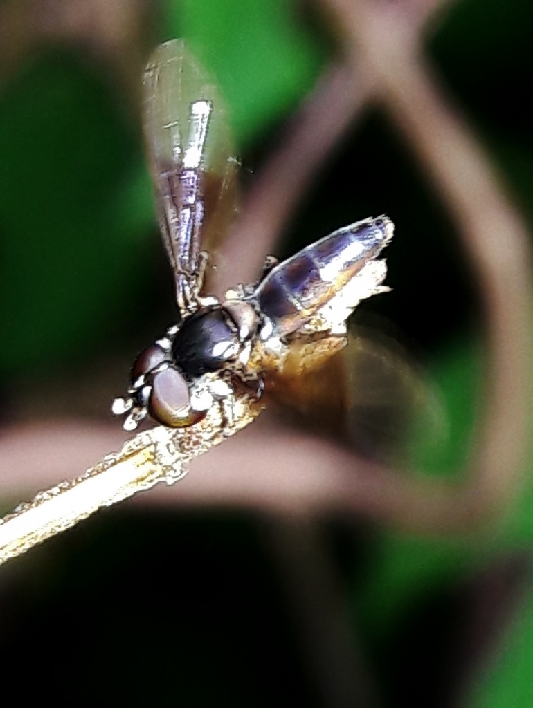 Stubby Hover Fly
