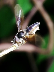 Ocyptamus antiphates